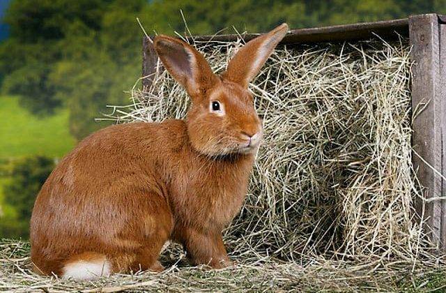 Описание кроликов бургундской породы
