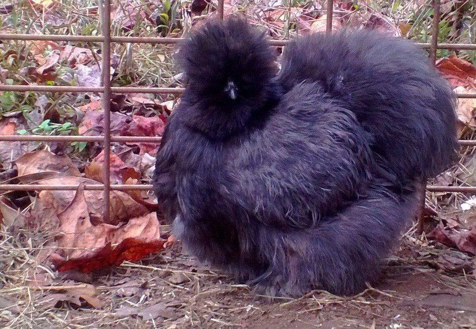 Китайская шелковая курица: описание породы, фото, содержание и уход