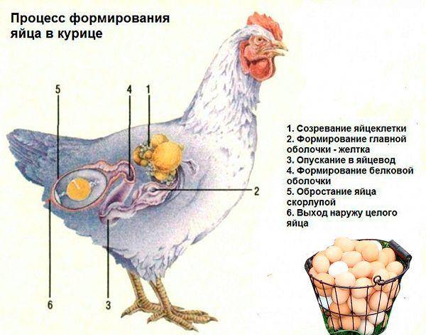 Лекарственные препараты от блох, клещей и вшей для кур и с/х птицы | апиценна