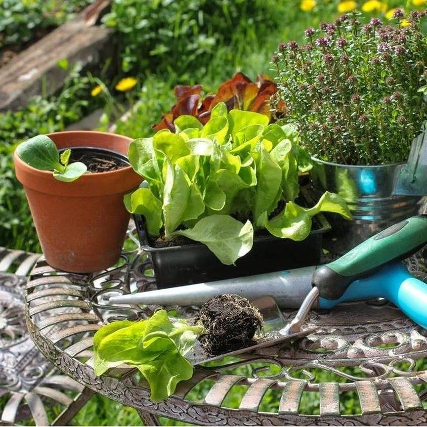 Работы в марте в саду и огороде: подробный список дел от «зеленой грядки» — agroxxi