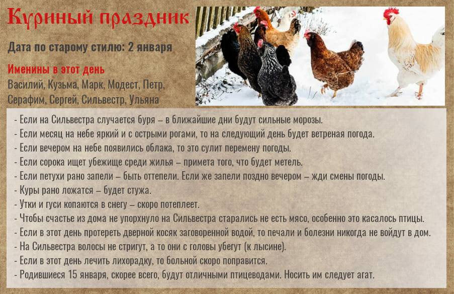 Вес курицы: средний вес куриц, цыплят, бройлеров