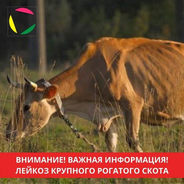 Лейкоз крс (лейкоз у коровы и козы): как передается лейкоз, опасность для человека, свойства молока
