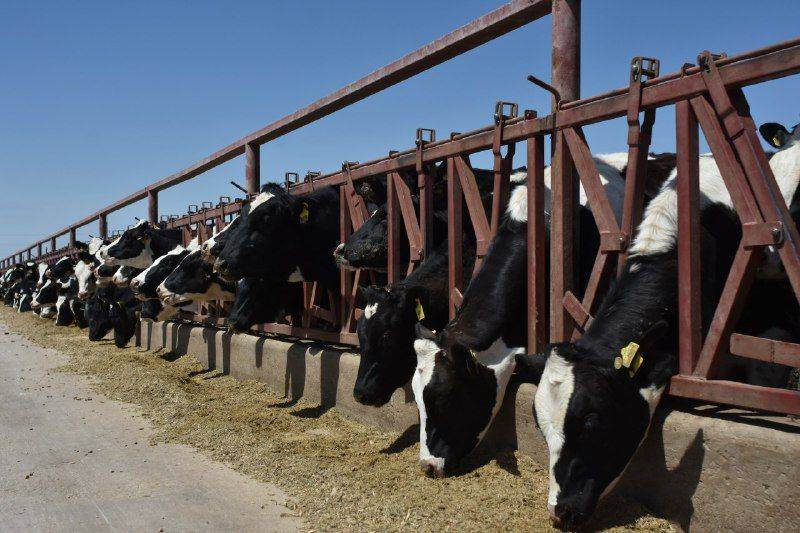 С чего начать фермерский бизнес по разведению коров?