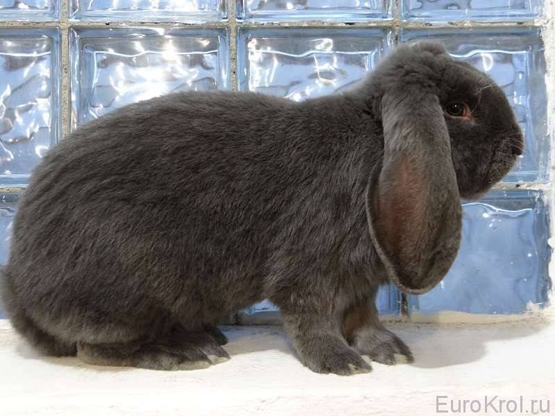 ᐉ кролик - баран: особенности вида и условия содержания - zooon.ru