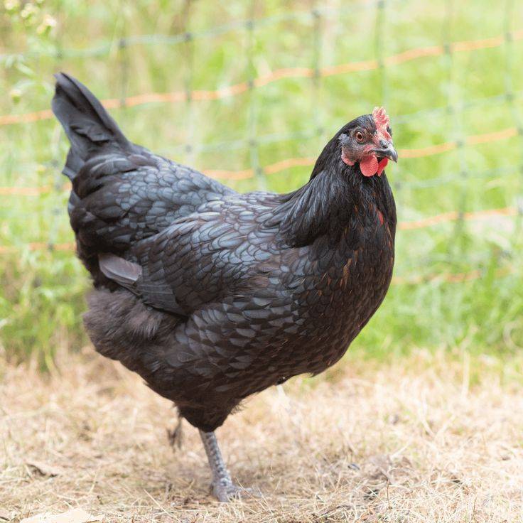 Черный австралорп: особенности содержания кур