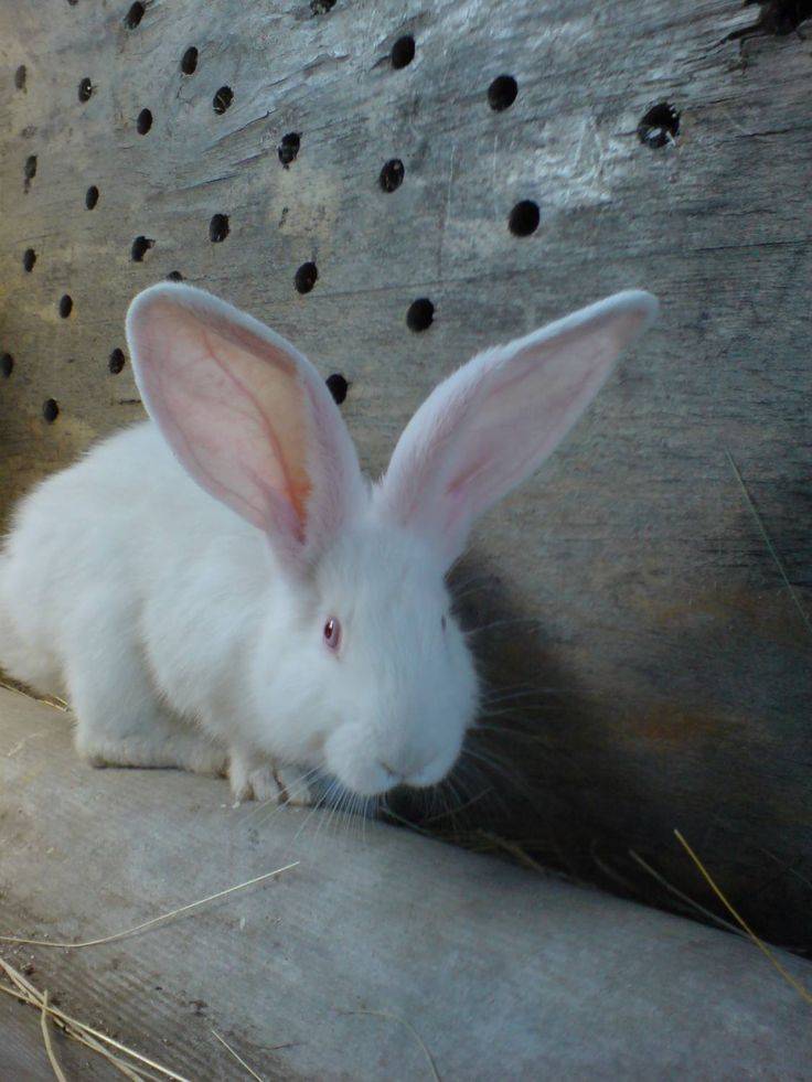 Белый великан: порода кроликов, описание и особенности разведения