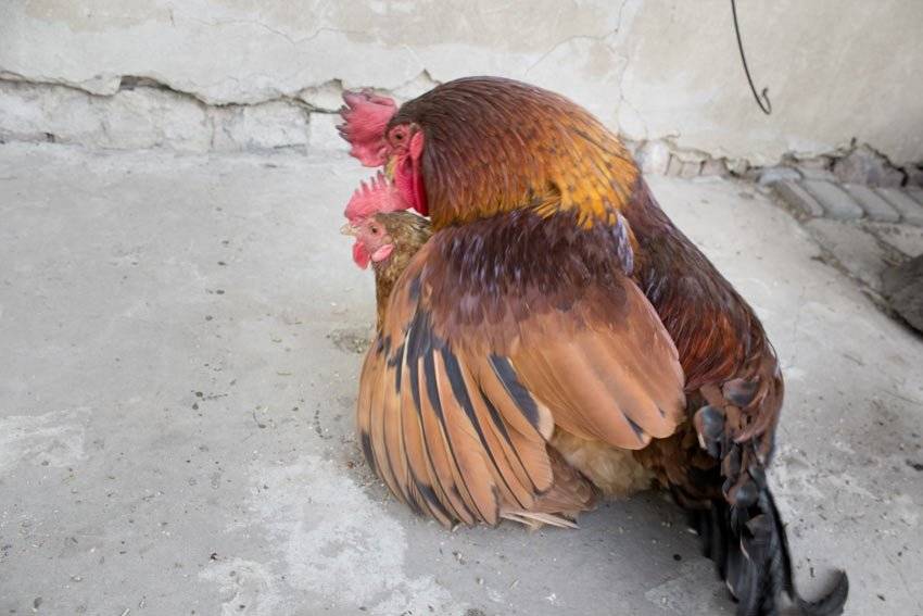 Как петух оплодотворяет курицу, особенности процесса размножения и оплодотворения яиц