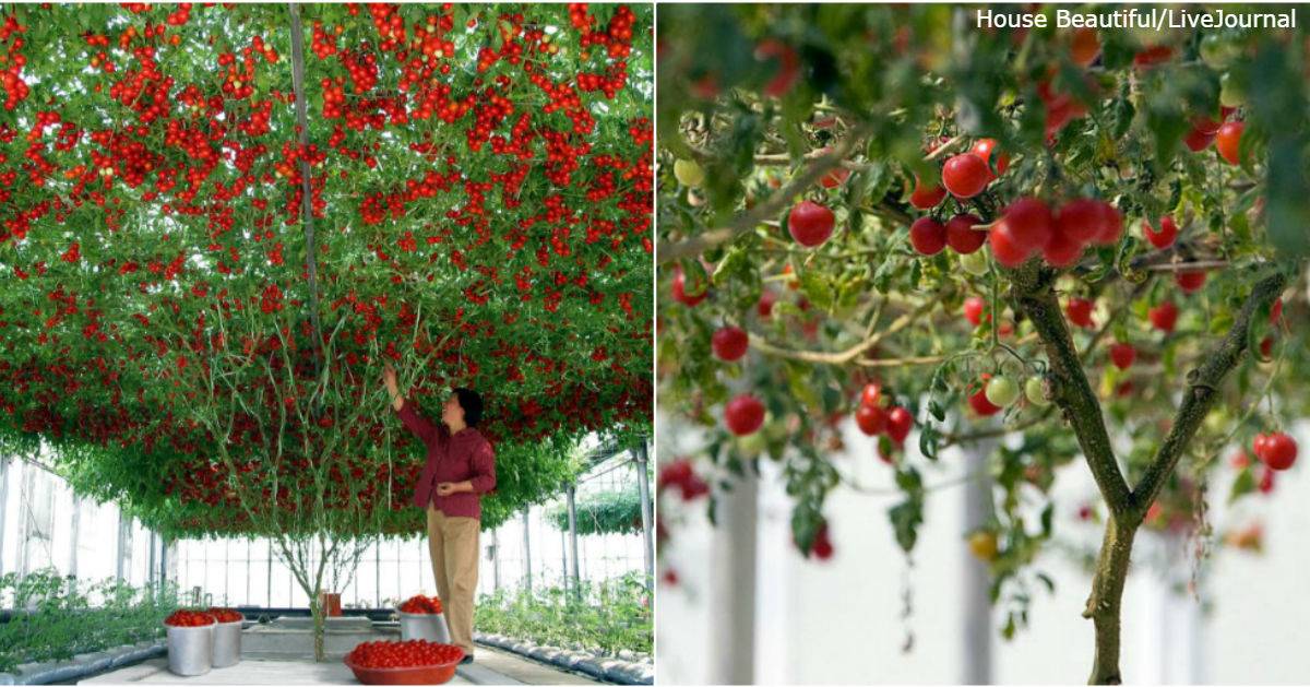 Выращивание томата спрут f1 | во саду и в огороде