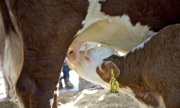 Период лактации у коров: продолжительность и стадии, особенности кормления