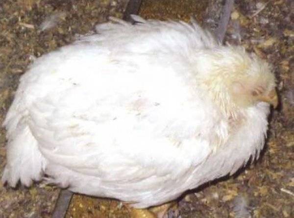 Инфекционный энцефаломиелит птиц - болезни домашней птицы