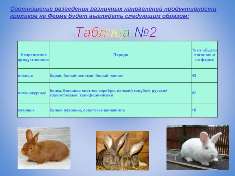Разведение и содержание кроликов в домашних условиях - технология бизнеса