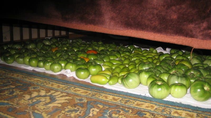 Когда и как срывать помидоры зелеными для дозревания дома