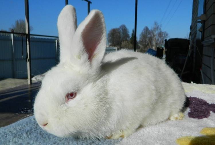 Новозеландская порода кроликов: фото с описанием животных