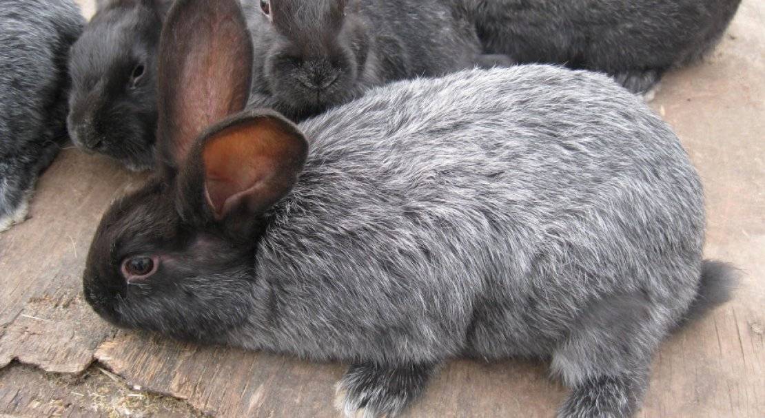 Порода кроликов полтавское серебро