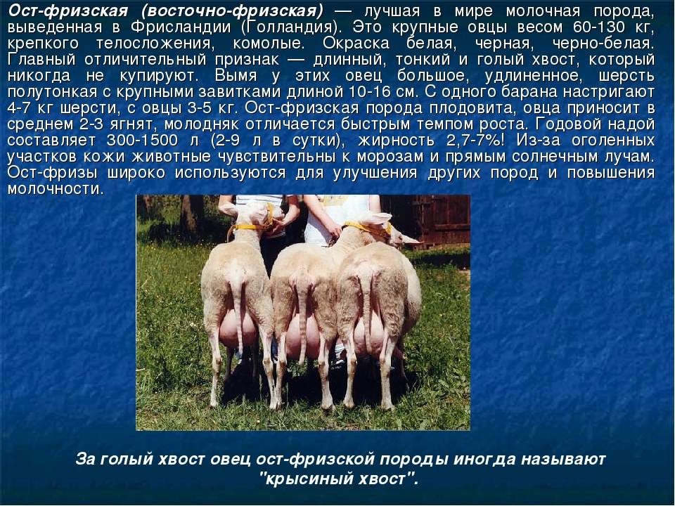 ᐉ молочные породы овец: сколько молока дают в сутки, как доить овцу? - zooon.ru