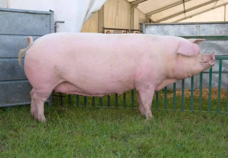Порода свиней ландрас: описание, характеристика, разведение