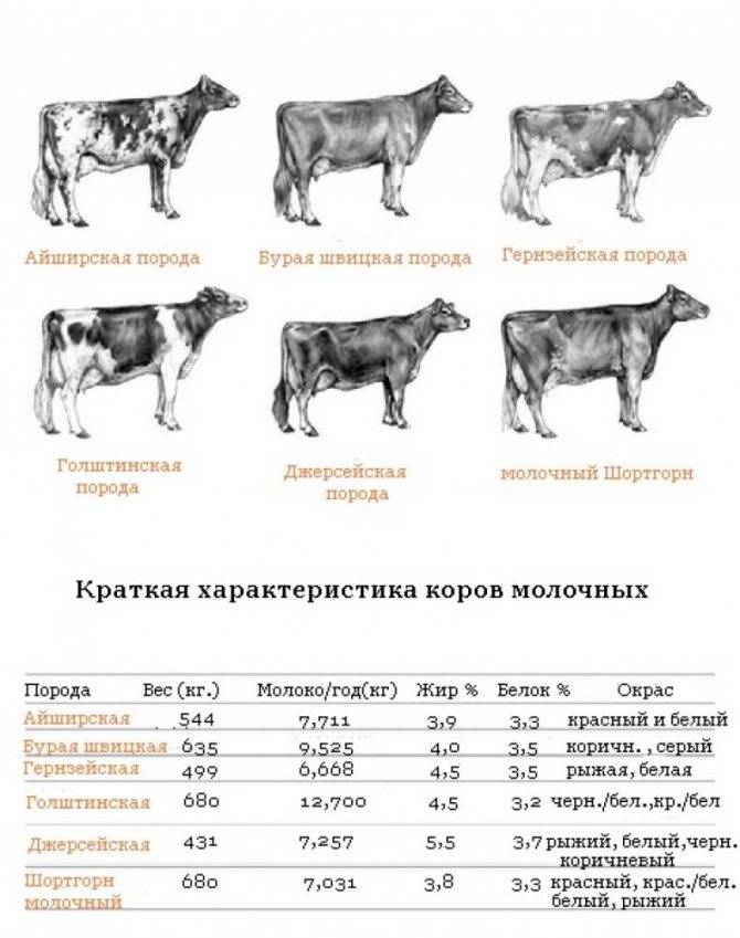 Cколько весит живая корова: средний вес
