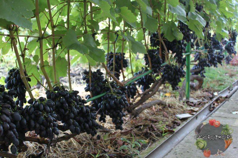 Виноград кодрянка: характеристика сорта, уход и выращивание