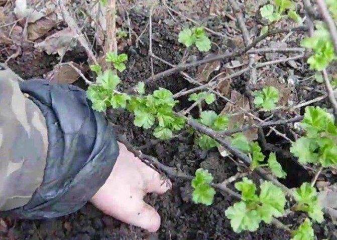 Как рассадить крыжовник осенью от куста, рекомендации садоводов