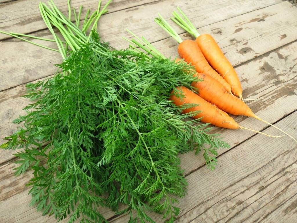 Получение семян моркови, подготовка и посадка весной в открытый грунт, правильная обработка семян