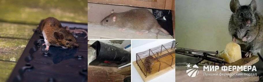 Самые эффективные способы избавления от земляной крысы