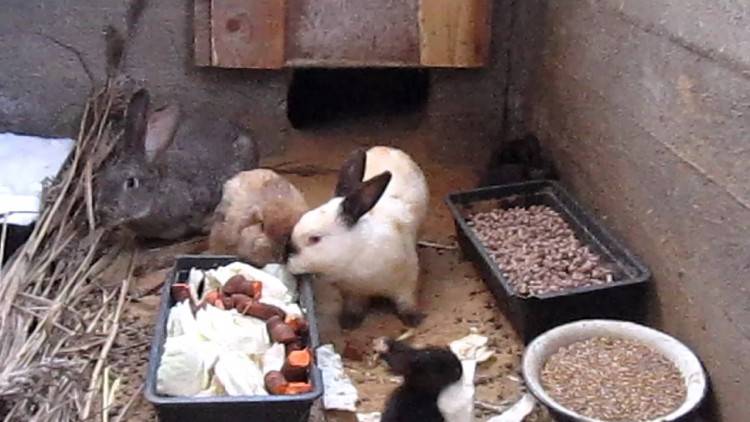 Содержание кроликов зимой на улице: все об уходе за животными в холодное время года