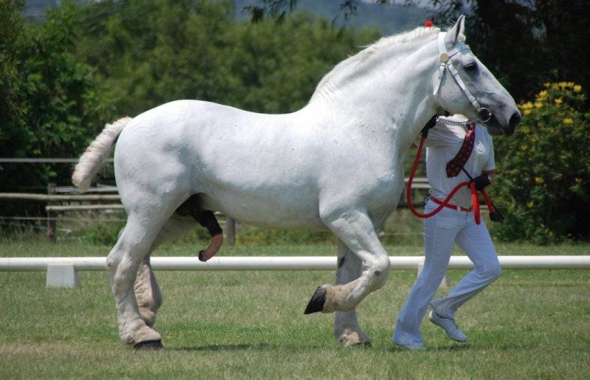 Лошадь першерон: описание породы, фото, особенности содержания