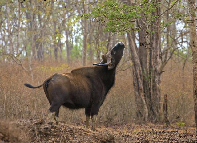Индийский водяной буйвол, или азиатский буйвол | мир животных и растений