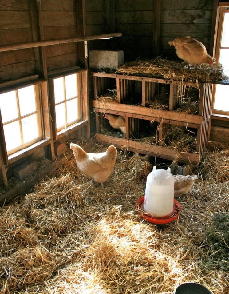 Насест в курятнике: как обустроить спальное место для кур