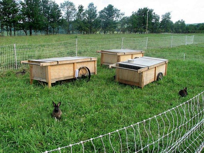 Как разводить и выращивать кроликов на даче
