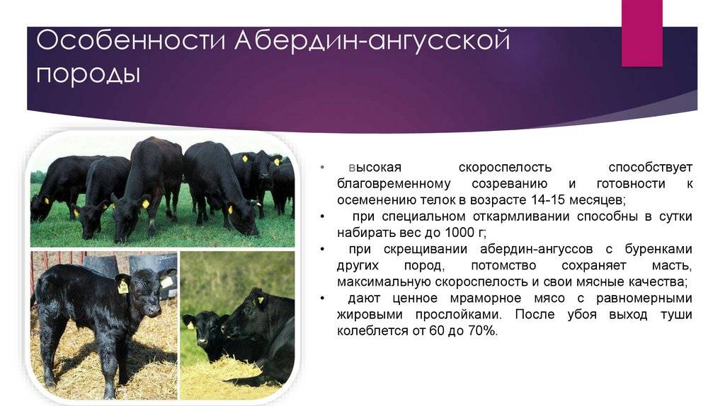 Галловейская — скотоводство. крупный рогатый скот -> крупный рогатый скот -> породы коров -> мясное направление продуктивности