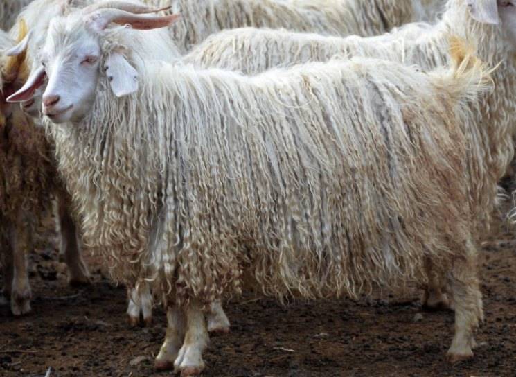 Породы коз – классификация по продуктивности и экстерьеру 2021