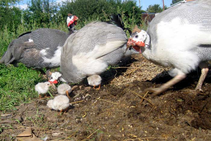 Когда цесарки начинают нести яйца: сроки, половозрелость, факторы, влияющие на яйценоскость