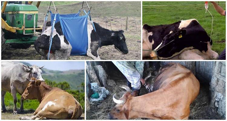 Задержание последа у коров: причины, признаки и правильное лечение