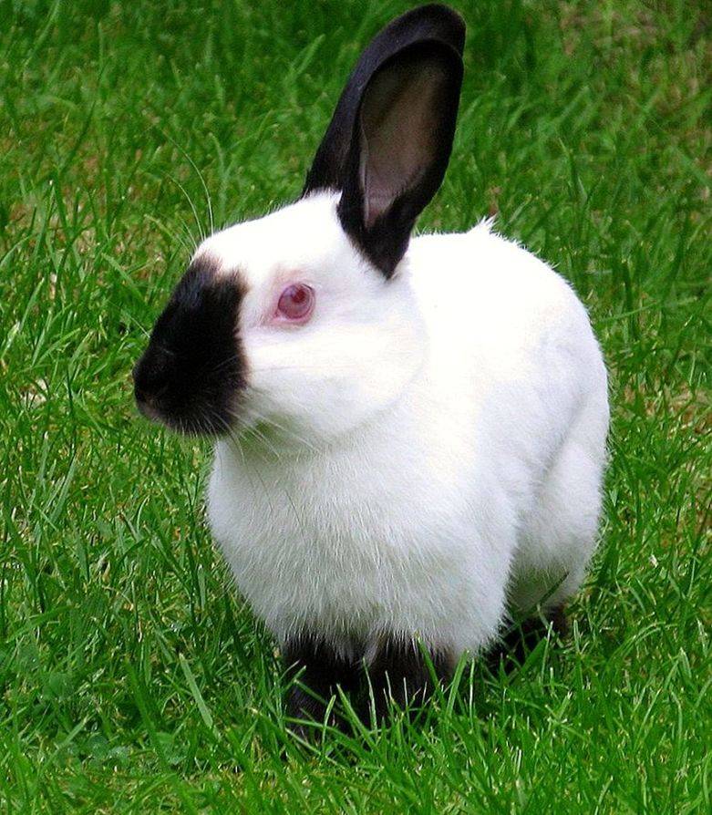 Русский горностаевый кролик: характеристика, описание породы с фото, особенности ухода и содержания
