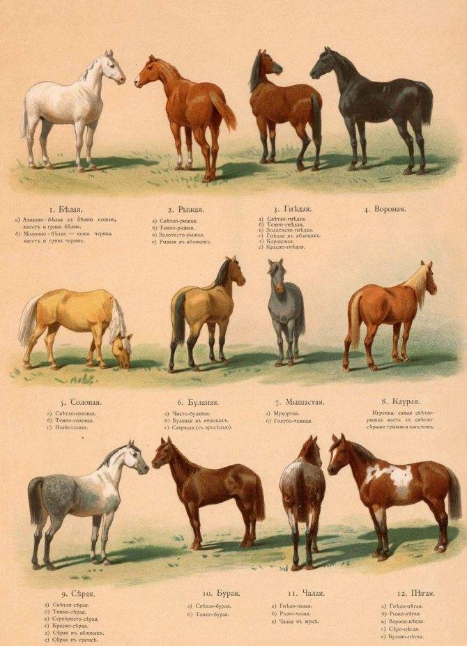 Гнедая лошадь: рыжая или коричневая, особенности и характеристика масти