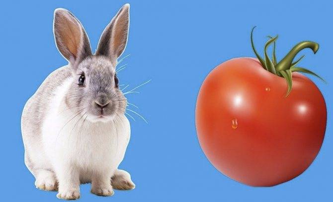 Можно ли давать кроликам красную свеклу и сырую картошку, помидоры или огурцы, морковь и ботву - omvesti.com