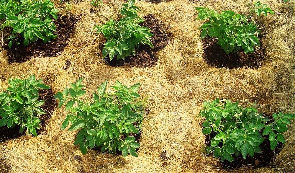 Мульчирование почвы: корой, щепой, нетканым полотном | огородники