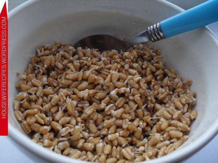 Пророщенное зерно (пшеница, ячмень, овес) для кур, полезные свойства