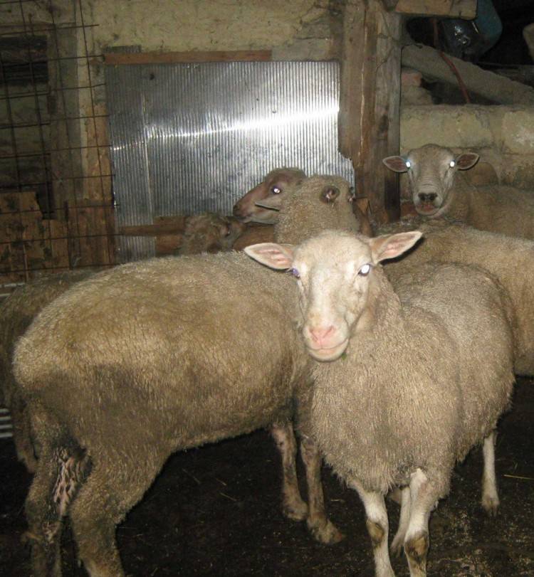 Характеристика овец эдильбаевской породы