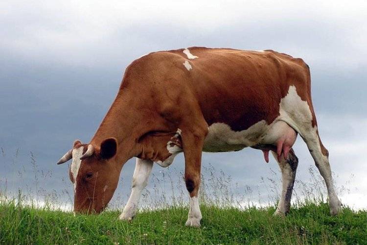 Бестужевские коровы: основные особенности породы