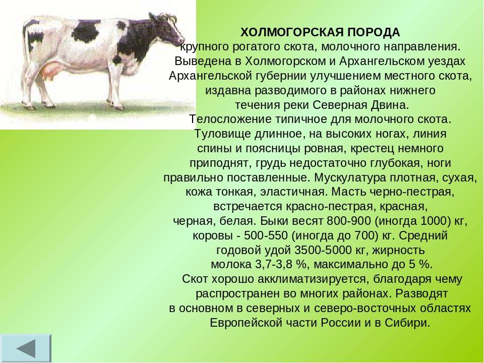 ᐉ холмогорская порода коров: характеристика, особенности - zooon.ru