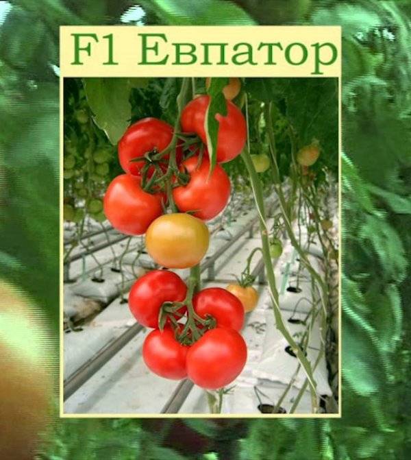 Томат евпатор f1: описание, характеристика, отзывы, фото. особенности выращивания