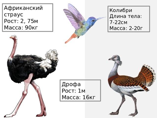 Африканский страус: какую максимальная скорость развил самец и описание этого, сколько у птицы пальцев на ноге и ее разведение