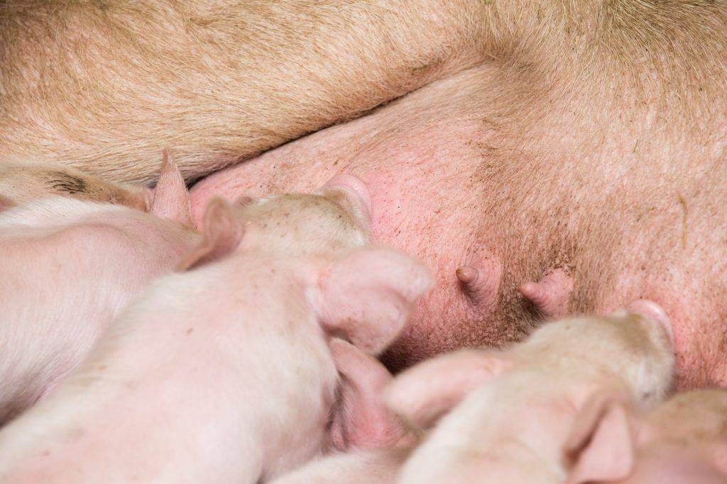 ᐉ роды (опорос) свиньи в домашних условиях: признаки и прием - zooon.ru