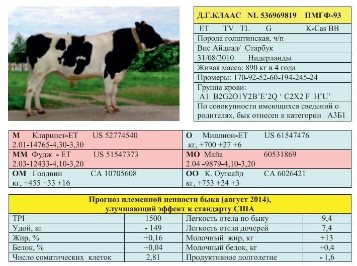 Как узнать вес скота и молодняка крс без весов? таблица веса скота по замерам