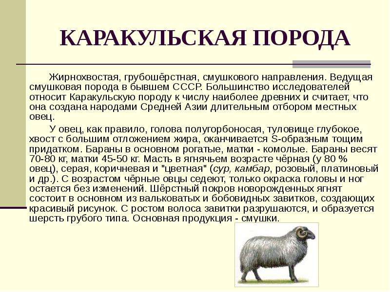 Каракульская порода овец: виды и особенности содержания