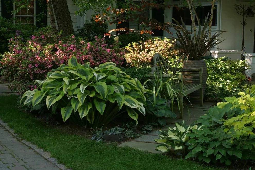 Огород в тени или полутении: растения и культуры, которые можно посадить за домом, забором