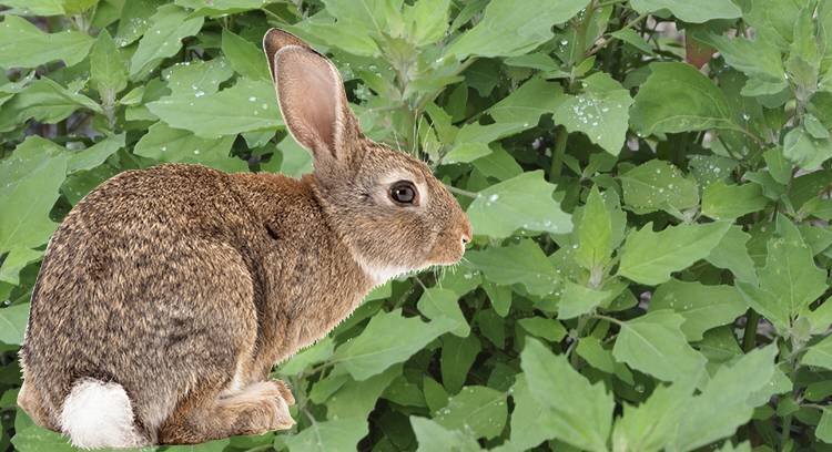 ᐉ можно ли давать кроликам мокрую траву c росой или после дождя? - zooon.ru