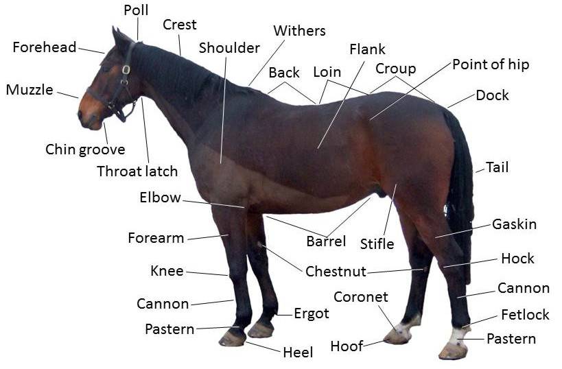 Скелет лошади: строение, анатомия, рисунок